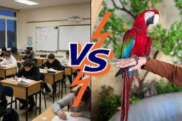 أماليا خالد/الأردن: “التعليم البغبغائي أنجح نظام فاشل في التاريخ”