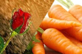 فوزية البوبكري / تونس: تقدّم نصّا سرديا بعنوان”وردة وجزر”