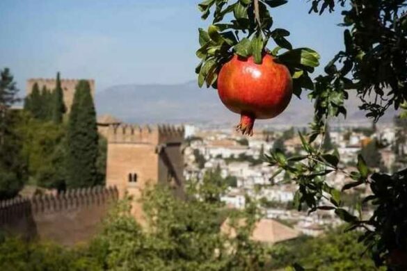 صابر الحميدي / تونس: يكتب “جولة في غرناطة – رمضان في القرن العاشر”