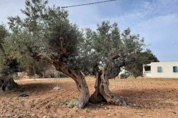 فريانة: عمرها أكثر من 1000 عام.. زيتونة أزواغز بحيّ البَلَد قيمة تاريخية ووجدانية في حاجة إلى العناية.